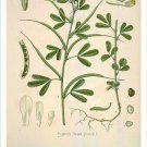 Fenugreek Vintage Botanical Floral Illustration Art Poster 20x30