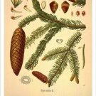 Norway Spruce Vintage Botanical Floral Illustration Art Poster 20x30