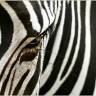 WILD ANIMAL collectors photo poster ZEBRA STRIPE black/white 20x30 KID FAVE WILD ANIMAL collectors photo poster ZEBRA STRIPE black/white 20x30 KID FAVE