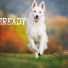 funny eveready dog ANIMAL LOVER POSTER 20x30 INSPIRATIONAL friendly pet