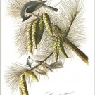 Crested titmouse by John James Audubon Vintage Illustration Art Poster 20x30