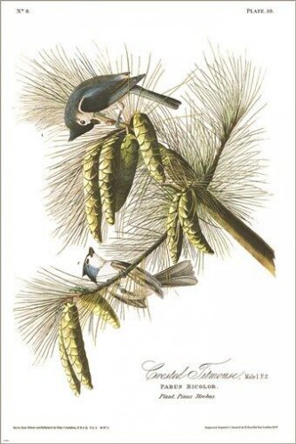 Crested titmouse by John James Audubon Vintage Illustration Art Poster 20x30