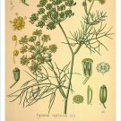 Sweet Fennel Vintage Botanical Floral Illustration Art Poster 20x30