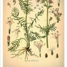 Valerian Vintage Botanical Floral Illustration Art Poster 20x30
