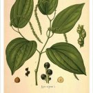 Black Pepper Vintage Botanical Floral Illustration Art Poster 20x30