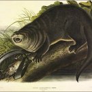 Canada Otter by John James Audubon Vintage Illustration Art Poster 20x30