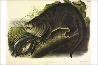 Canada Otter by John James Audubon Vintage Illustration Art Poster 20x30