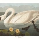 COMMON AMERICAN SWAN - audubon bird poster DETAILED ELEGANT 20x30 rare gem