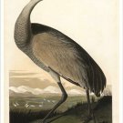 WHOOPING CRANE audubon fine art poster RARE DETAIL COLLECTORS 20x30 unique