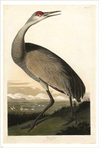 WHOOPING CRANE audubon fine art poster RARE DETAIL COLLECTORS 20x30 unique