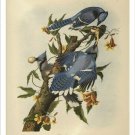 audubon - BLUE JAY bird poster COLORFUL WILDLIFE collectors FINE ART 20x30