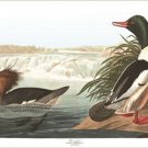 GOOSANDER audubon wildlife DUCK POSTER rare collectors DETAILED new 20x30