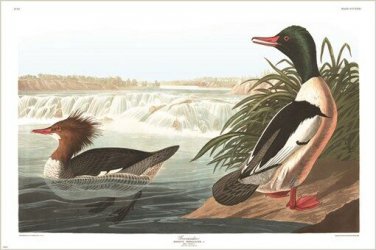 GOOSANDER audubon wildlife DUCK POSTER rare collectors DETAILED new 20x30