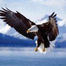 BALD EAGLE IN FLIGHT ALASKA nature poster MAGESTIC RARE HIGH QUALITY 20x30 - UY1