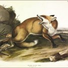 American Red Fox by John James Audubon Vintage Illustration Art Poster 20x30