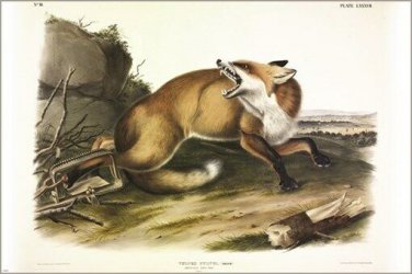 American Red Fox by John James Audubon Vintage Illustration Art Poster 20x30