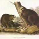 American Beaver by John James Audubon Vintage Illustration Art Poster 20x30