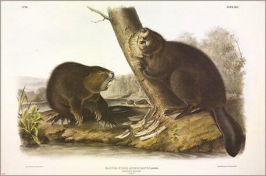 American Beaver by John James Audubon Vintage Illustration Art Poster 20x30