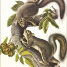 Hare Squirrel by John James Audubon Vintage Illustration Art Poster 20x30