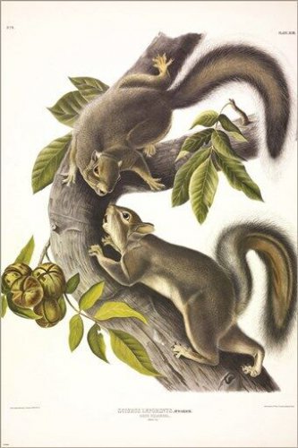 Hare Squirrel by John James Audubon Vintage Illustration Art Poster 20x30