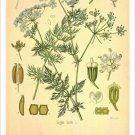 Caraway Vintage Botanical Floral Illustration Art Poster 20x30