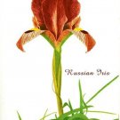 RUSSIAN IRIS FLOWER vintage botanical poster BOLD BEAUTIFUL 20x30 collectors