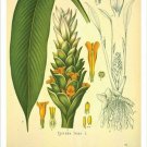 Turmeric Vintage Botanical Floral Illustration Art Poster 20x30