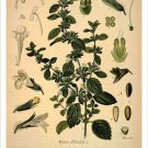 Balm Mint Vintage Botanical Floral Illustration Art Poster 20x30