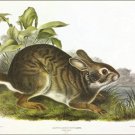 Swamp Hare by John James Audubon Vintage Illustration Art Poster 20x30