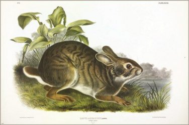 Swamp Hare by John James Audubon Vintage Illustration Art Poster 20x30