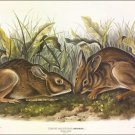 Bachman Marsh Hare by John James Audubon Vintage Illustration Art Poster 20x30