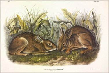 Bachman Marsh Hare by John James Audubon Vintage Illustration Art Poster 20x30
