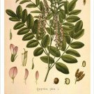 Licorice Vintage Botanical Floral Illustration Art Poster 20x30