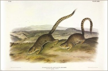 Annulated Marmot-Squirrel by John James Audubon Vintage Illustration Art Poster
