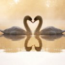 LOVELY SWAN PAIR ON LAKE poster HEART-SHAPED NECKS pristine regal 20x30