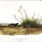 Brewer's Shrew-Mole by John James Audubon Vintage Illustration Art Poster 20x30