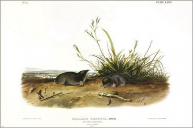 Brewer's Shrew-Mole by John James Audubon Vintage Illustration Art Poster 20x30