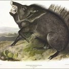 Collared Peccary by John James Audubon Vintage Illustration Art Poster 20x30