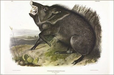 Collared Peccary by John James Audubon Vintage Illustration Art Poster 20x30