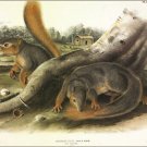 Say's Squirrel by John James Audubon Vintage Illustration Art Poster 20x30