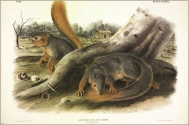 Say's Squirrel by John James Audubon Vintage Illustration Art Poster 20x30