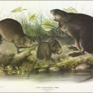 Musk-Rat, Musquash by John James Audubon Vintage Illustration Art Poster 20x30