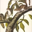 Carolina Grey Squirrel by John James Audubon Vintage Illustration Art Poster 24x
