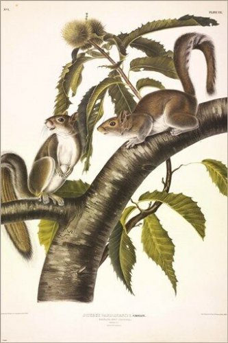 Carolina Grey Squirrel by John James Audubon Vintage Illustration Art Poster 24x