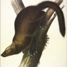 Pennant's Marten or Fisher by John James Audubon Vintage Illustration Art Poster Pennant's Marten or Fisher by John James Audubon Vintage Illustration Art Poster
