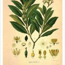 Laurel Vintage Botanical Floral Illustration Art Poster 20x30