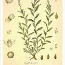 Snakeroot Vintage Botanical Floral Illustration Art Poster 20x30