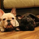 FRENCH BULLDOG two muzzles CONTEMPORARY photo poster ADORABLE ANIMALS 20x30