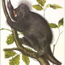 Canada Porcupine by John James Audubon Vintage Illustration Art Poster 20x30
