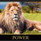 POWER POSTER featuring MAJESTIC RECLINING LION beautiful mane AFRICA 20x30